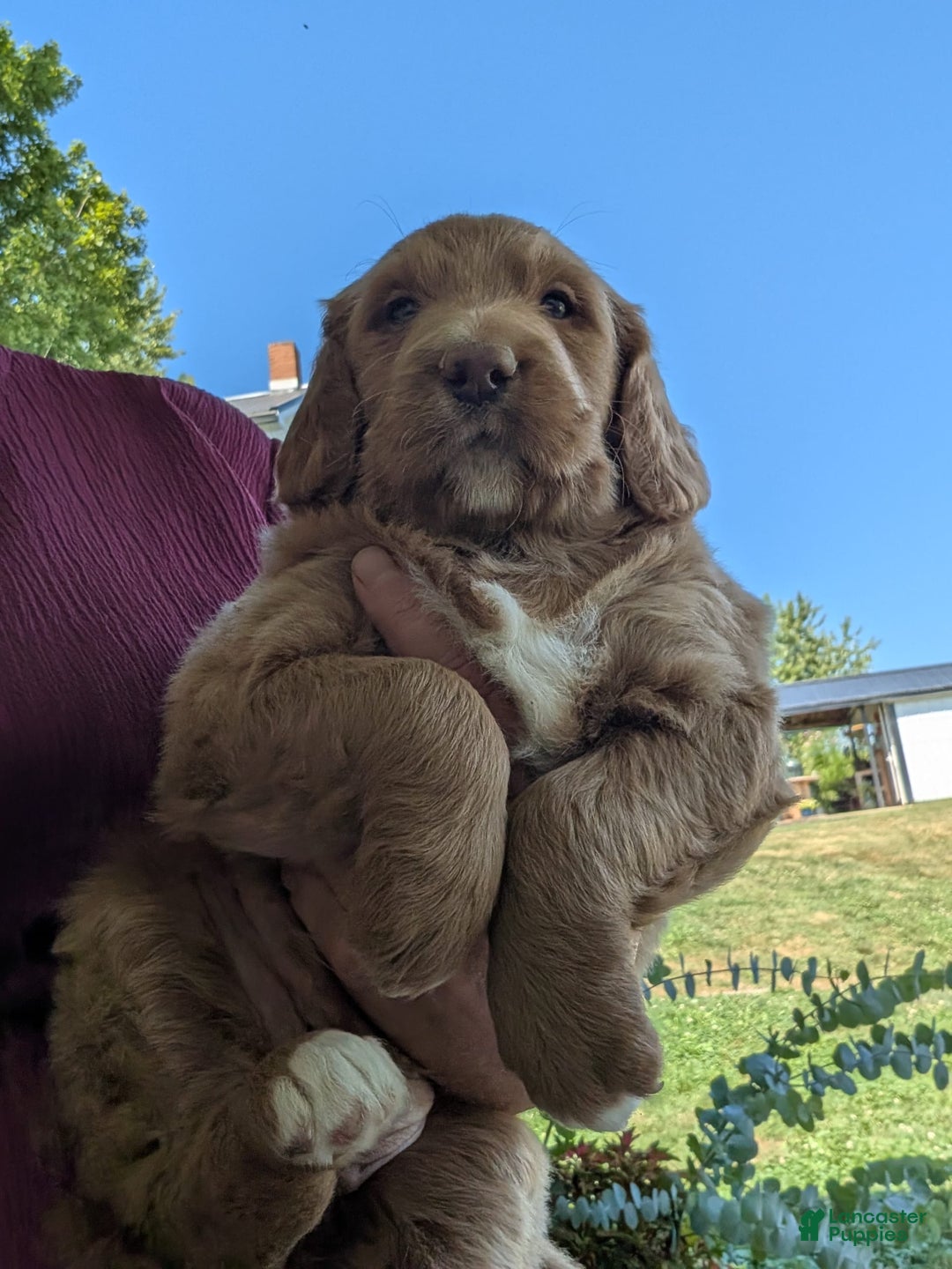 Goldendoodle dogs for sale: Barbie - Image 4