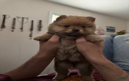 Pomeranian dogs for sale: Number 3 - Image 1