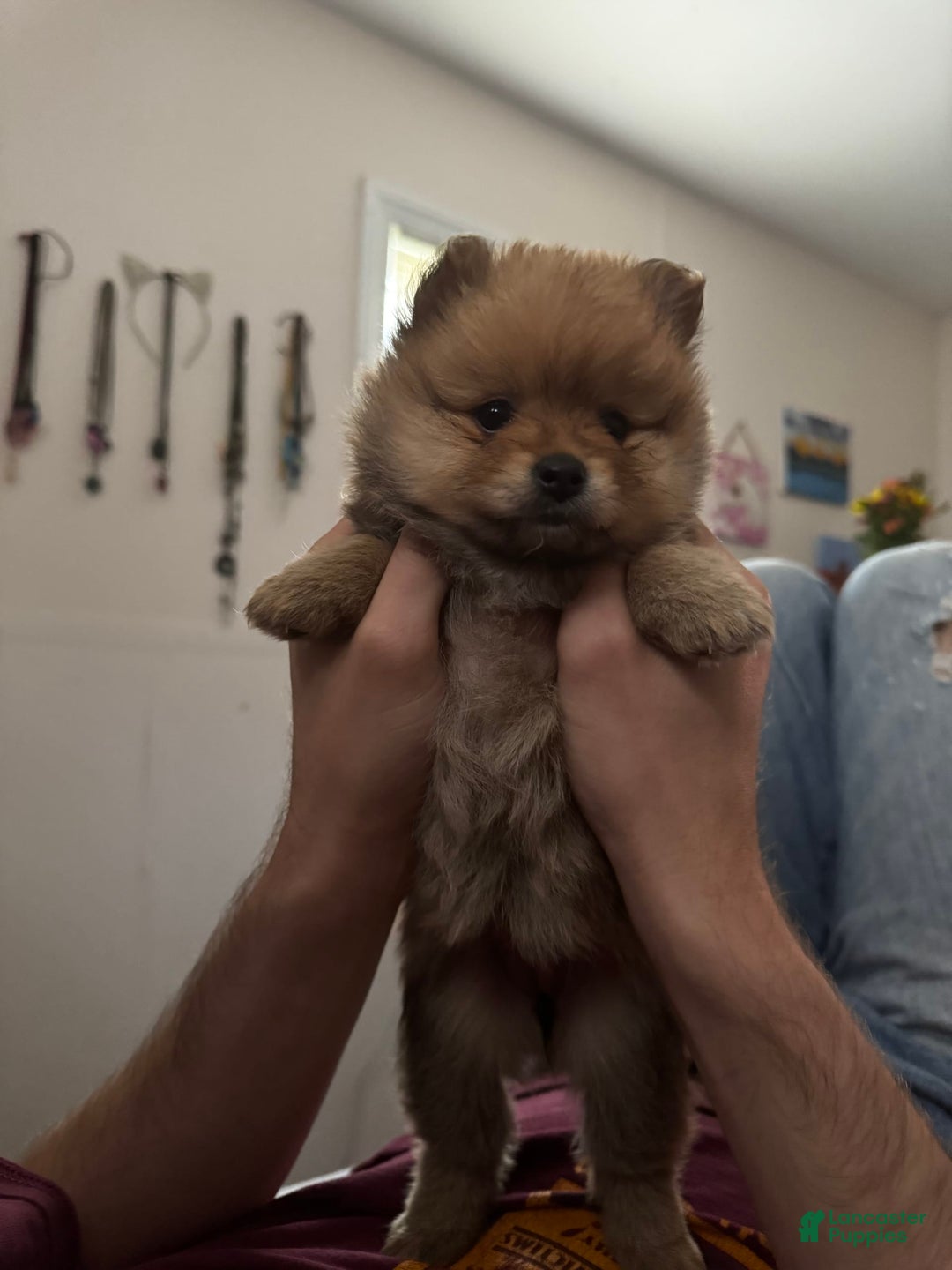 Pomeranian dogs for sale: Number 3 - Image 1