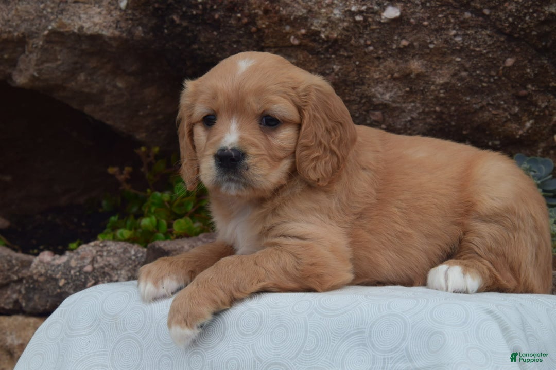 Miniature Golden Retriever dogs for sale: Daisy - Image 3