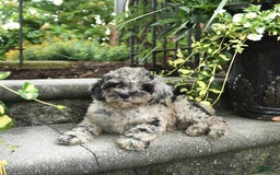 Cavapoo dogs for sale: Rosie - Image 5
