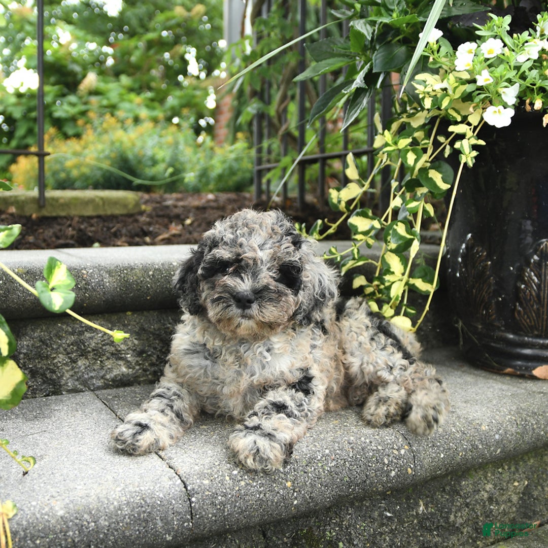 Cavapoo dogs for sale: Rosie - Image 5