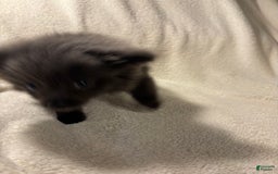 Pomeranian dogs for sale: Blue Boy - Image 2