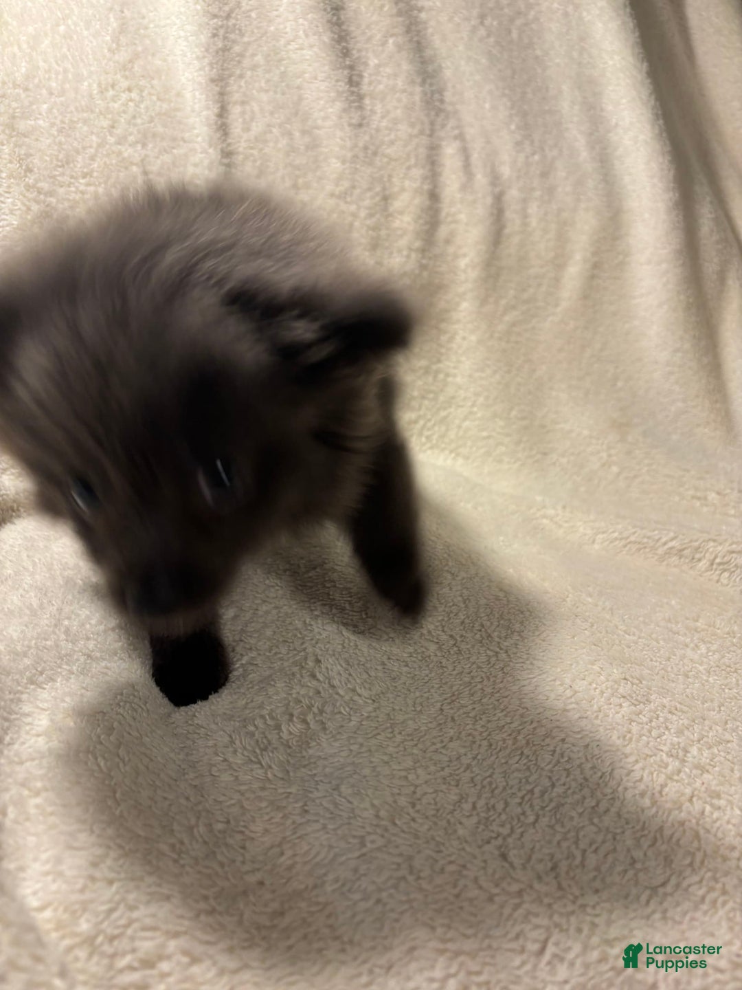 Pomeranian dogs for sale: Blue Boy - Image 2
