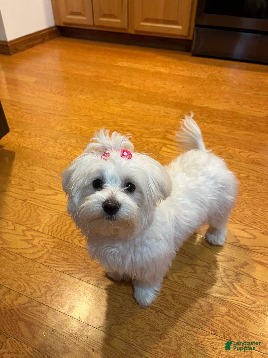 Maltese dogs for sale: Archer - Image 4