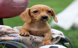 Miniature Dachshund dogs for sale: Miniature Dachshund 3 puppies - Image 23