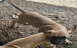 English Mastiff dogs for sale: Marty - Image 3