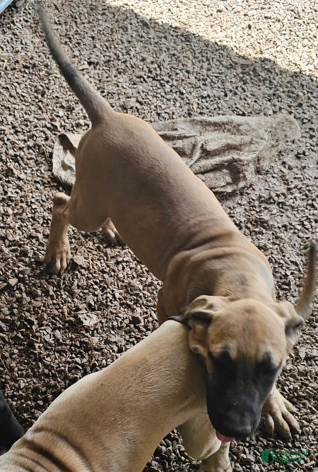English Mastiff dogs for sale: Marty - Image 3