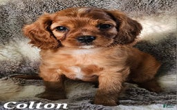 Cavalier King Charles Spaniel dogs for sale: Colton - Image 4