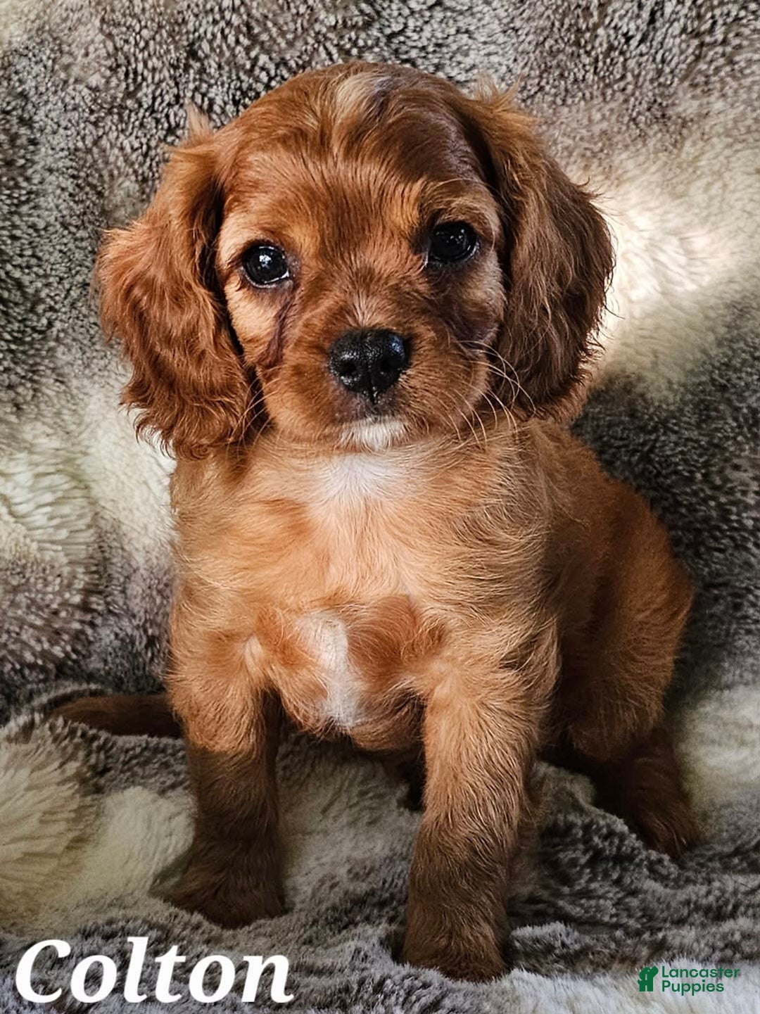 Cavalier King Charles Spaniel dogs for sale: Colton - Image 4