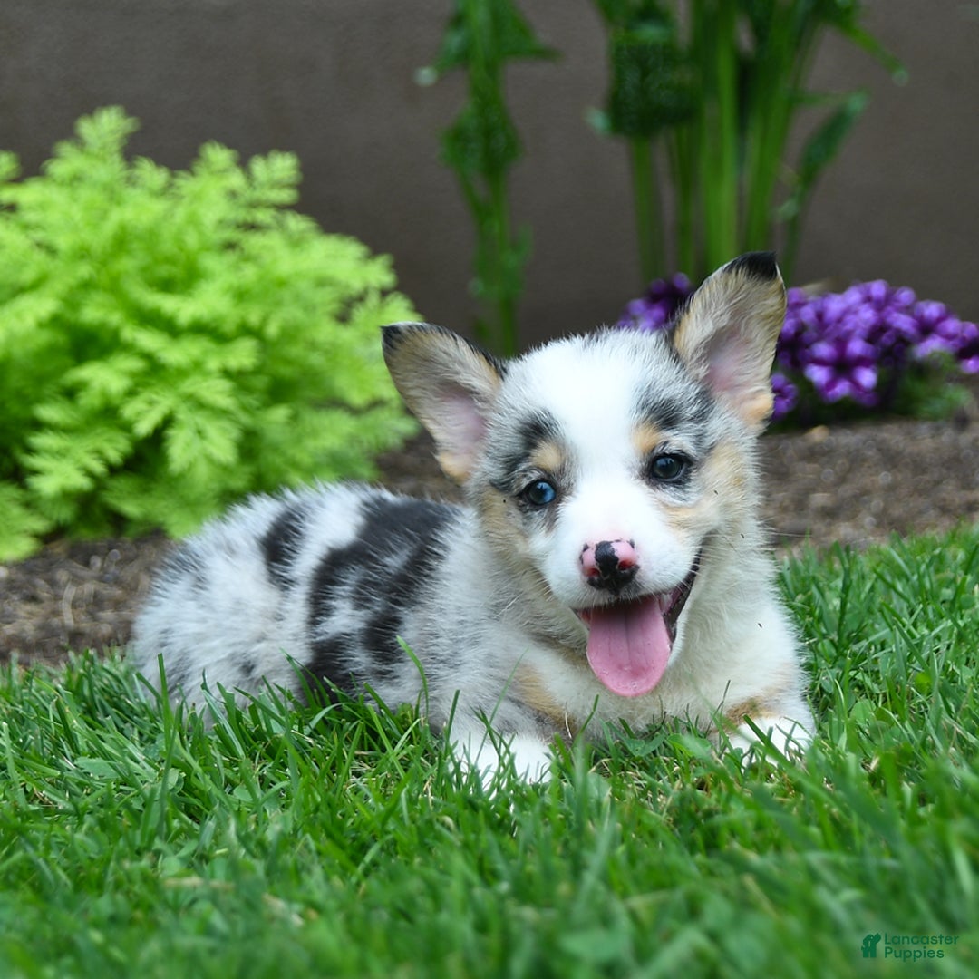 Welsh Corgi Pembroke dogs for sale: Jenson - Image 2