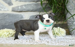 Boston Terrier dogs for sale: Wren - Image 3
