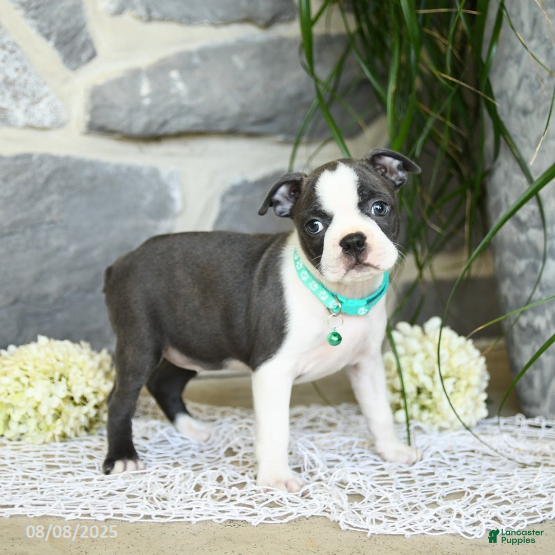 Boston Terrier dogs for sale: Wren - Image 3