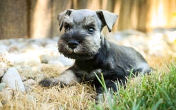 Miniature Schnauzer dogs for sale: Han - Image 13