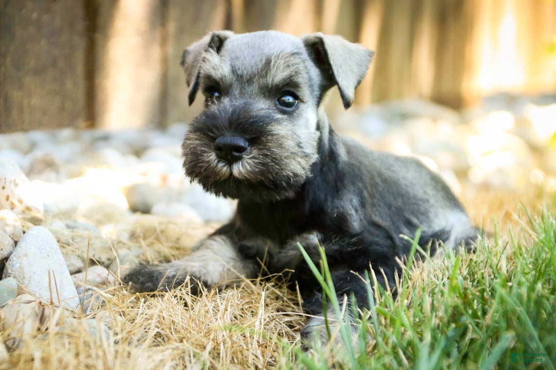 Miniature Schnauzer dogs for sale: Han - Image 13