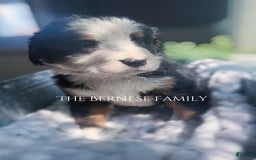 Bernese Mountain Dog dogs for sale: Female Big Blaze - Image 1