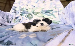 Shih Tzu dogs for sale: Krystal - Image 3