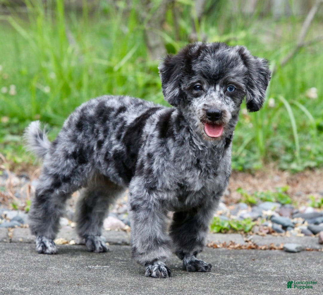 Havapoo dogs for sale: Poppy - Image 2