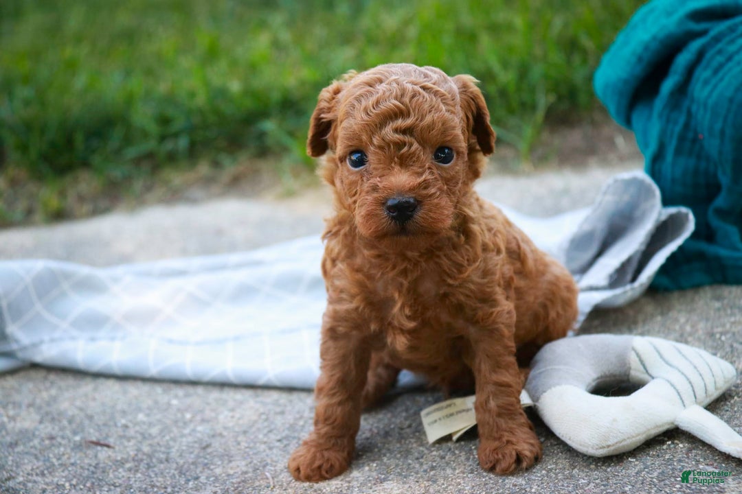 Miniature Poodle dogs for sale: Ted - Image 3
