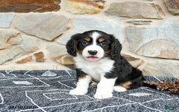 Miniature Bernese Mountain Dog dogs for sale: Cedar - Image 3