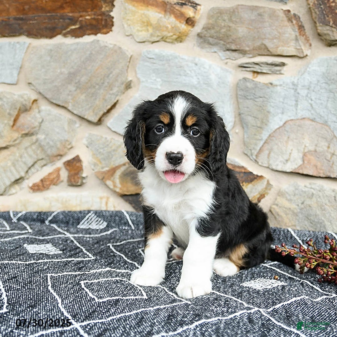 Miniature Bernese Mountain Dog dogs for sale: Cedar - Image 3