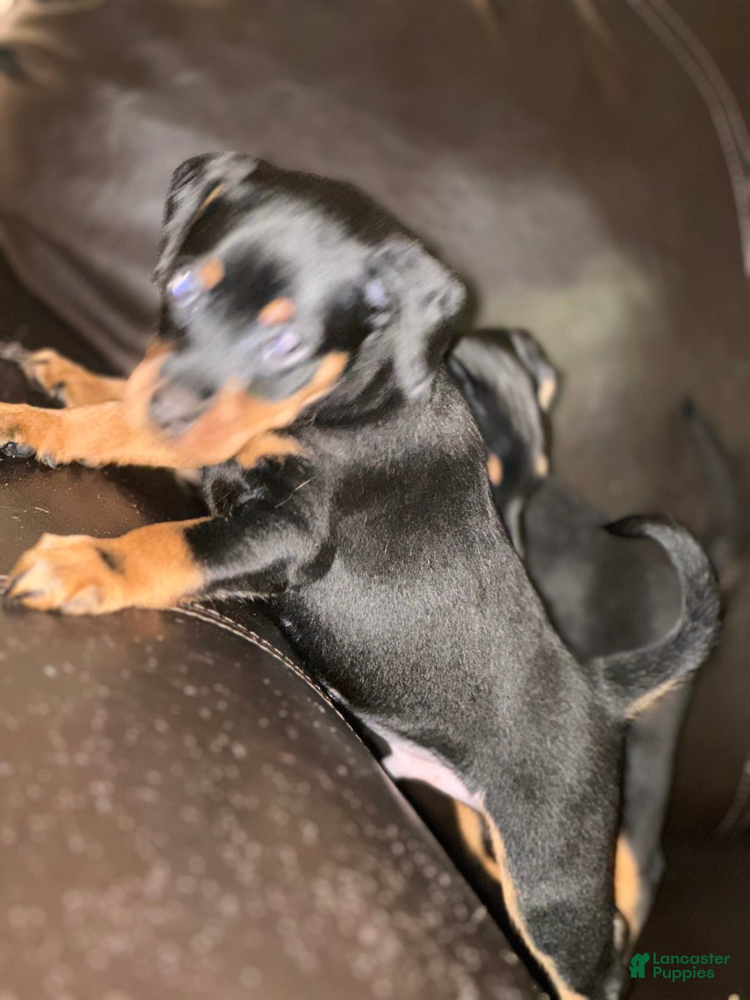 Miniature Pinscher dogs for sale: Coal - Image 1