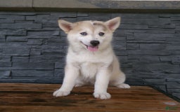 Pomsky dogs for sale: Silas - Image 9