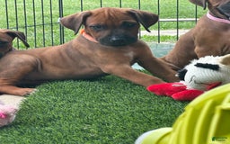 Rhodesian Ridgeback dogs for sale: Peach - Image 3