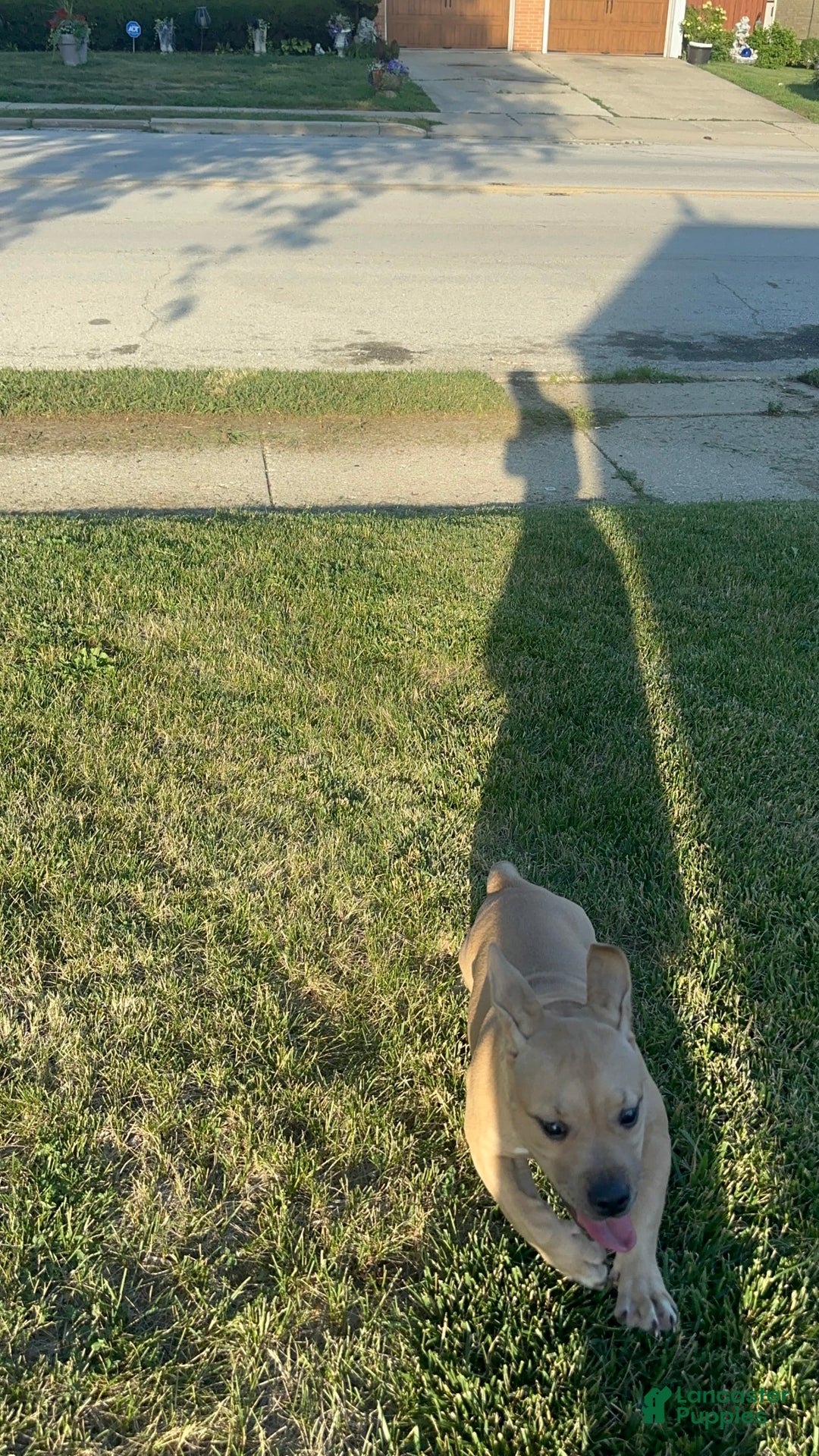 American Bully dogs for sale: Dutches - Image 5