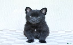 Pomsky dogs for sale: Bubbles - Image 2
