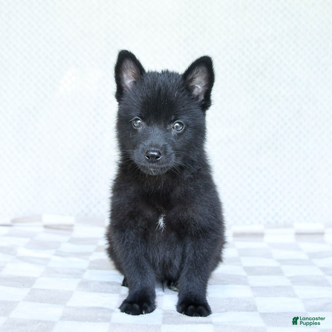 Pomsky dogs for sale: Bubbles - Image 2