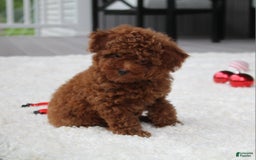 Toy Poodle dogs for sale: Eleanor - Image 13