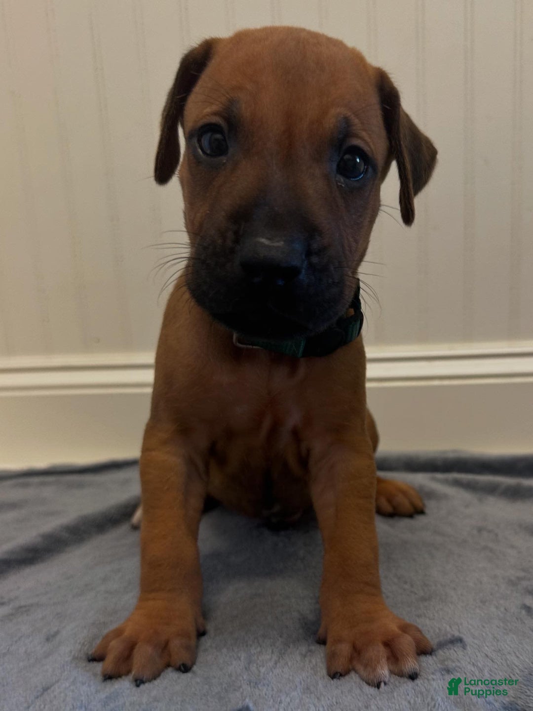 Rhodesian Ridgeback dogs for sale: Harbor - Image 2
