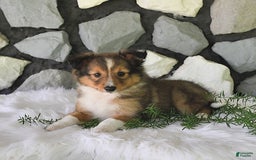 Shetland Sheepdog dogs for sale: Tommy - Image 9