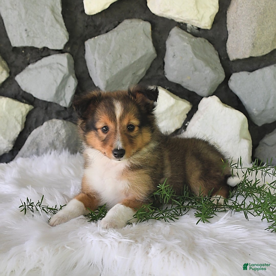 Shetland Sheepdog dogs for sale: Tommy - Image 9