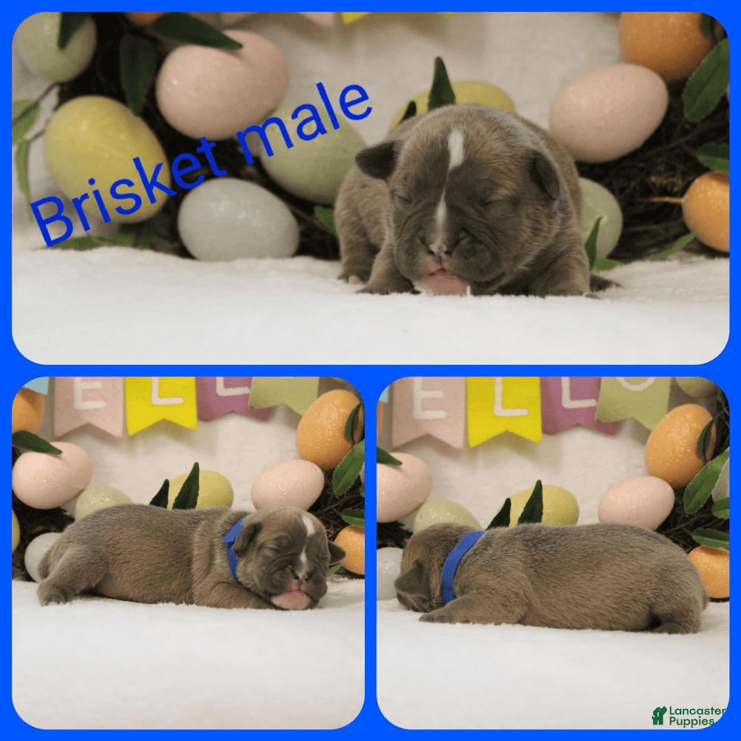 Olde English Bulldogge dogs for sale: Brisket - Image 3