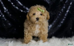 Maltipoo dogs for sale: Aspen - Image 5