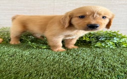 Golden Retriever dogs for sale: Luke - Image 14