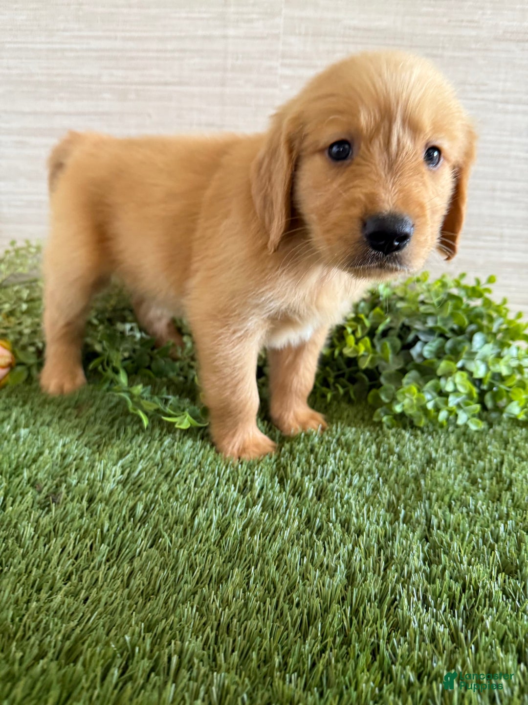 Golden Retriever dogs for sale: Luke - Image 14
