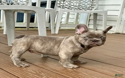 French Bulldog dogs for sale: Silver Dollar - Image 7