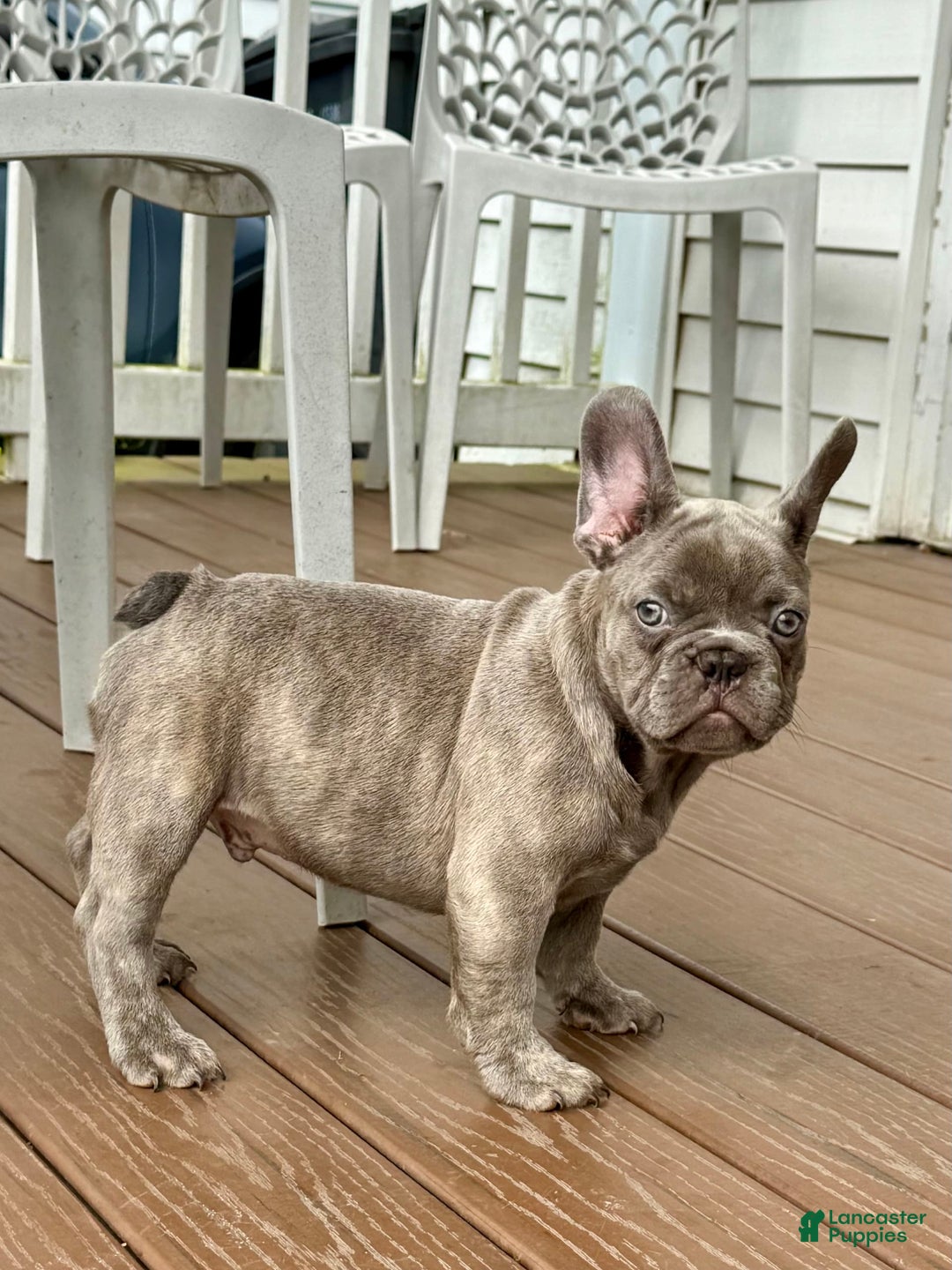 French Bulldog dogs for sale: Silver Dollar - Image 7