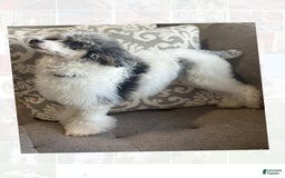 Miniature Poodle dogs for stud: Ash - Image 3