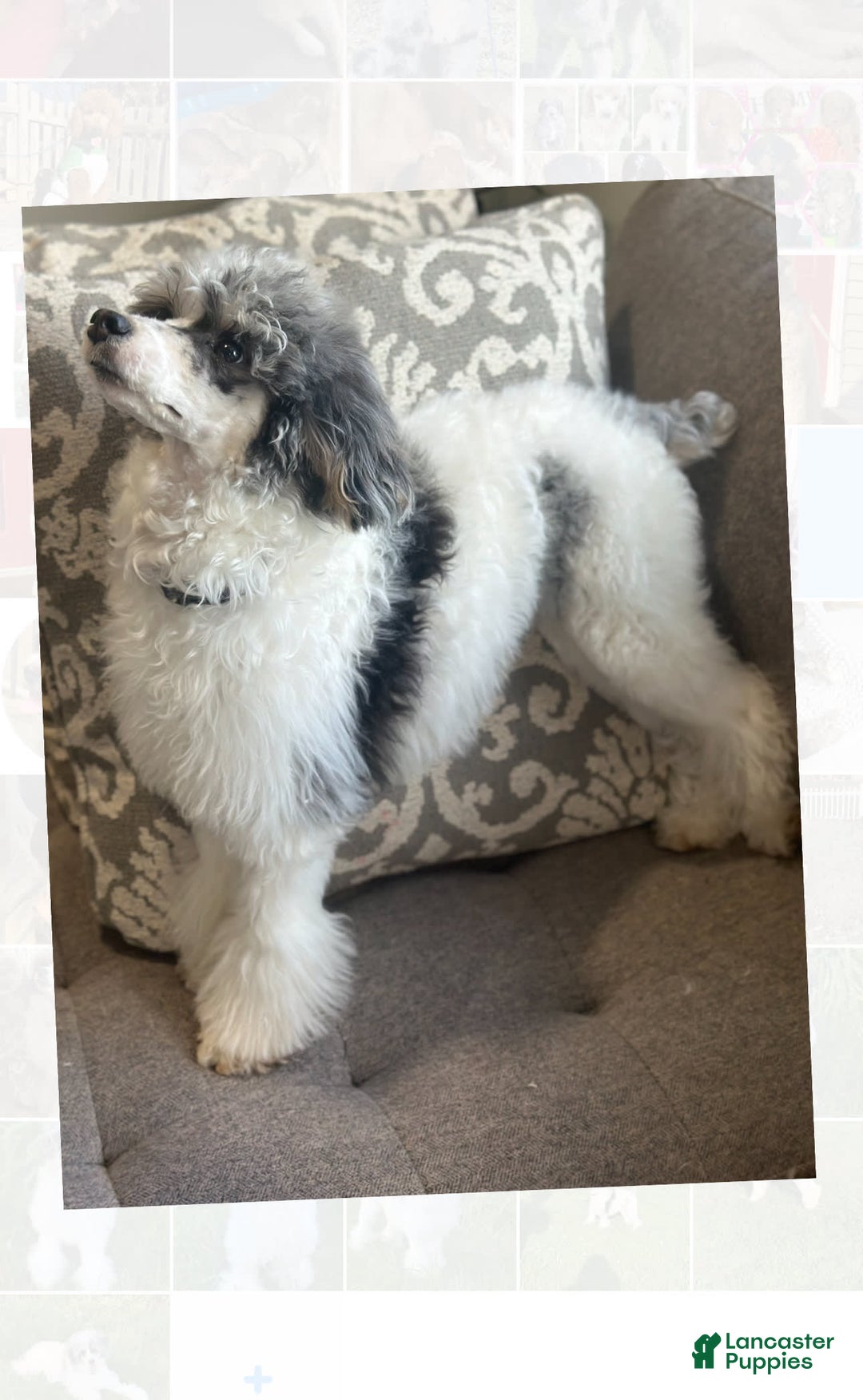 Miniature Poodle dogs for stud: Ash - Image 3