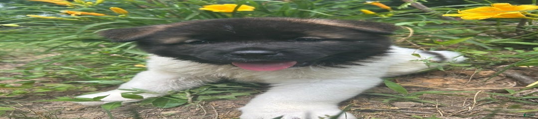 Bombon