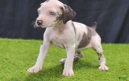 Catahoula Leopard Dog dogs for sale: Diamond 2025 F3 - Image 18