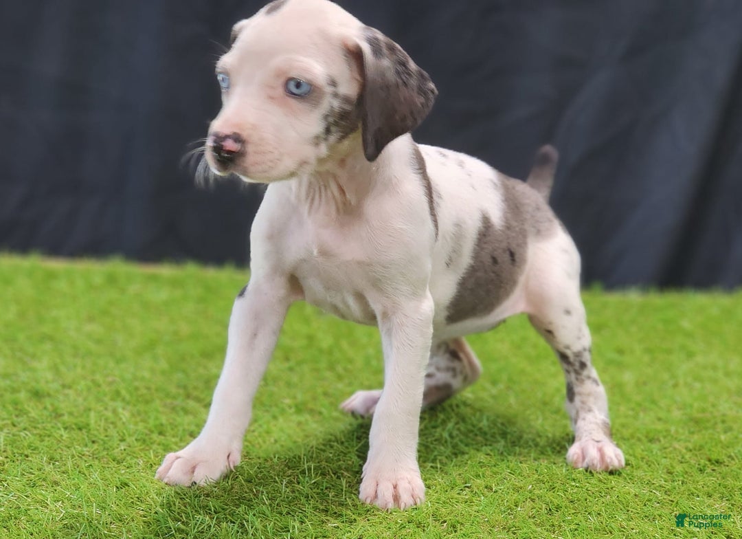 Catahoula Leopard Dog dogs for sale: Diamond 2025 F3 - Image 18