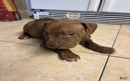 American Pit Bull Terrier dogs for sale: Boy - Image 2