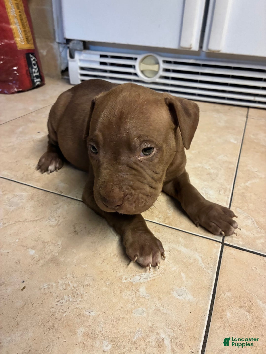 American Pit Bull Terrier dogs for sale: Boy - Image 2