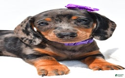Miniature Dachshund dogs for sale: Lucy - Image 7
