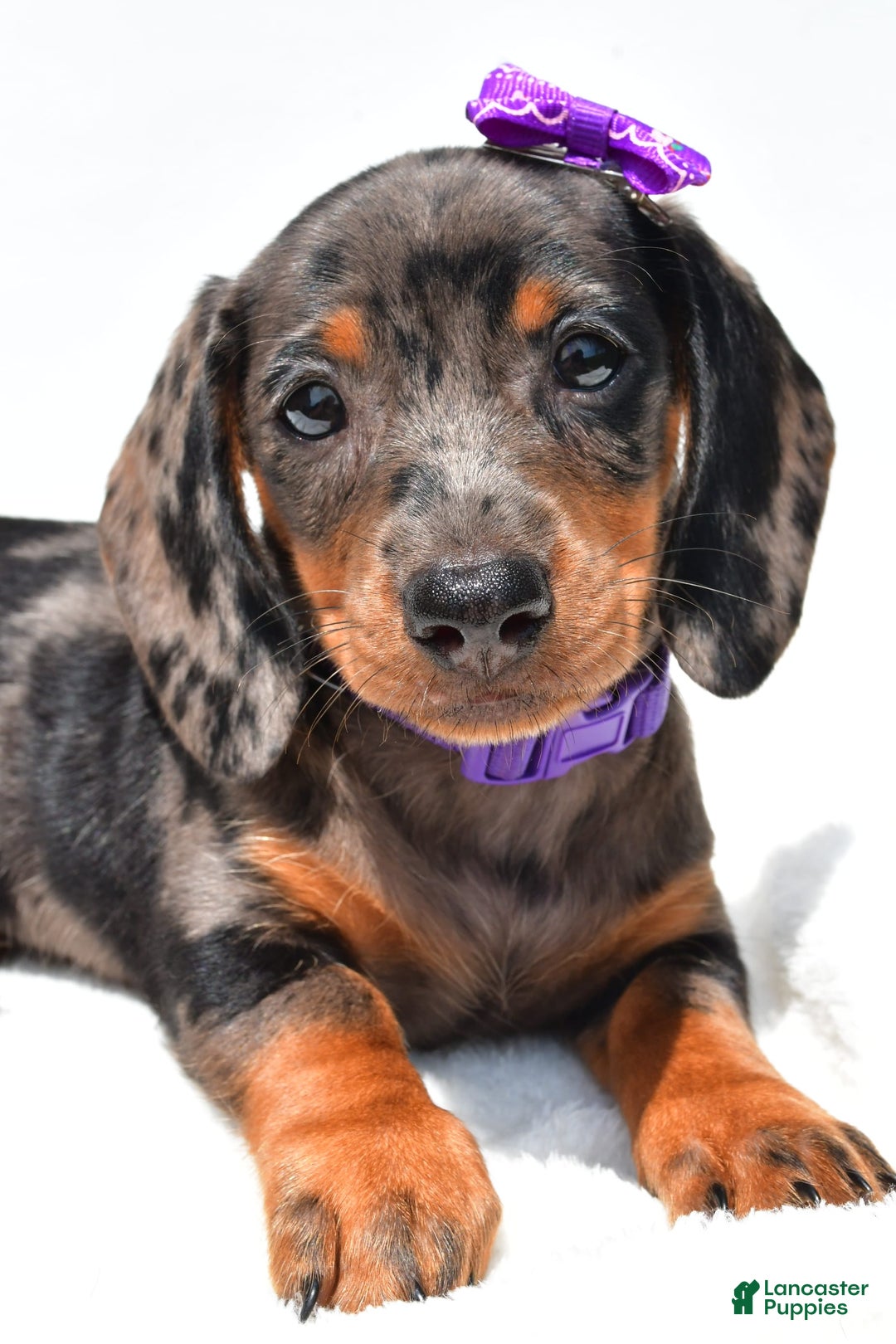 Miniature Dachshund dogs for sale: Lucy - Image 7
